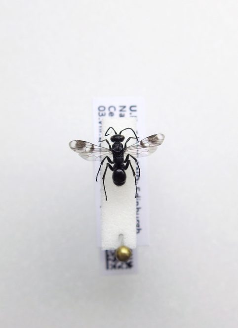 Example of micro-pinning of an insect for preservation.